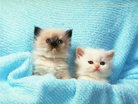 dd西北浪子主播照片