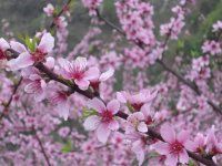 ❥微微一笑的兔兔主播照片