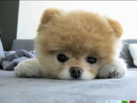 😸熱饅頭主播照片
