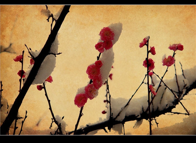 TIAN`DI主播照片