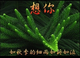 ⑦思_淼主播照片