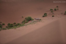 ［羿日］荒漠主播照片