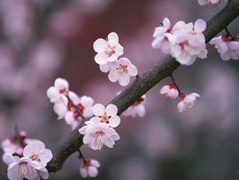 ☀采蜜蜂的小花朵☀主播照片