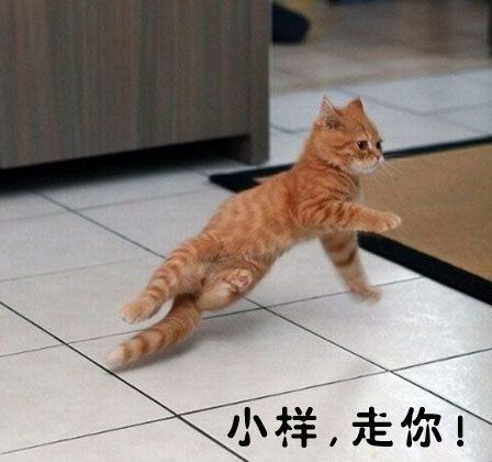 话说画圈圈的2猫、的主播照片