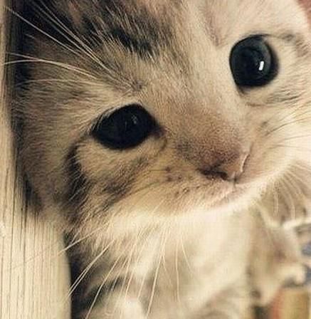 短腿喵(=^ω^=)的主播照片