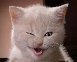 猫王style主播照片