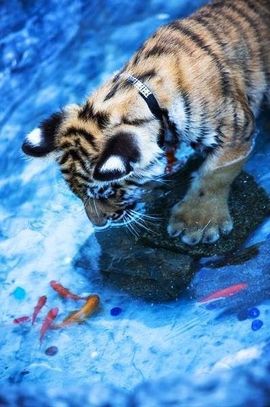 静听✦悦主播照片