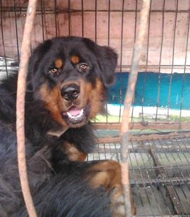 ゞ地桃ゝ主播照片