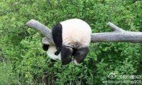 猪头恩主播照片