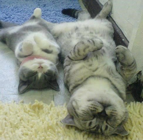 短腿喵(=^ω^=)的主播照片