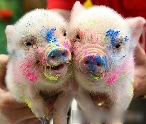 ~~叮当猫的主播照片