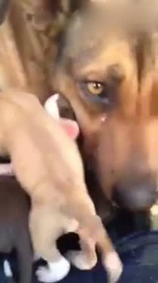 万物皆有情 被收留的狗妈妈流下了感激的泪