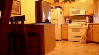 狗狗偷吃合集