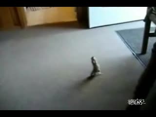 爆笑！【马申科推荐】松鼠也可以像鱼一样钓？