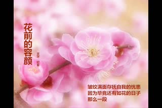 花前的容颜