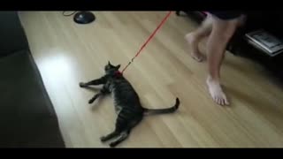 Youtube奇趣精选你不能遛猫的原因