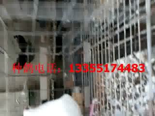 赫姆大鼻子，赫姆鸽子