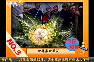 英老翁种出27公斤花椰菜 全球最大