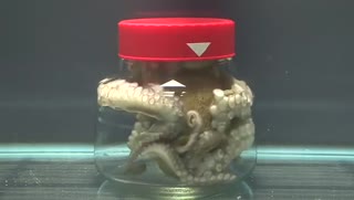 把一只章鱼放进有盖的瓶子里的结果