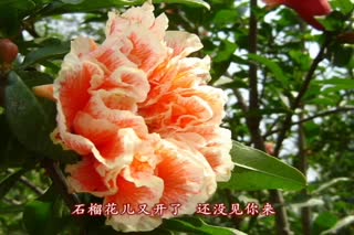 《石榴花》逆季绽放  百慕三石轻唱一段西域奇恋