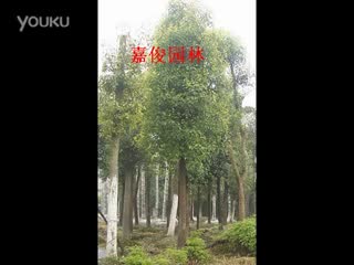 移栽香樟是园林绿化的首选良木