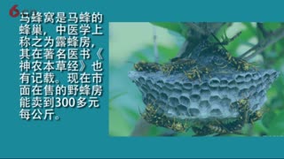 濞老祖老中医私藏治鼻炎偏方，农村这东西好找，省钱又好用