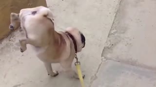 花式撒尿大赛