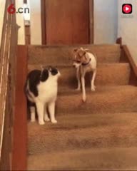 小狗 小狗 dog dog!