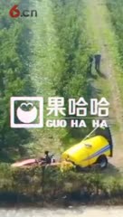 果农使用果哈哈3吨王牵引式果树打药机喷药视频