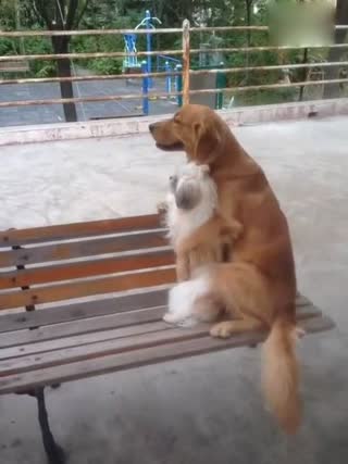 狗狗都秀恩爱了，你们还等什么