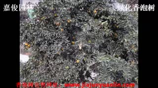 绿化移植香泡树 城市行道树香泡树