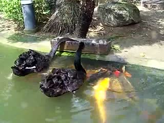 太有爱了！黑天鹅喂鲤鱼！鲤鱼们好像依偎着妈妈一样围绕着两只天鹅，乖乖地进食~~