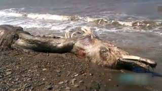 俄罗斯海滩惊现怪兽尸体 体型比人类大一倍