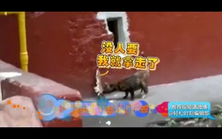 喵星人你的智商......