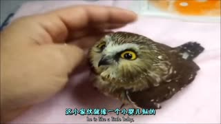 关于猫头鹰的真相