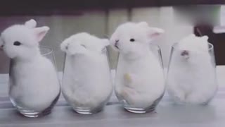 萌萌哒