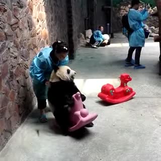 自由活动一只憨憨大熊猫，引得一房间人哄堂大笑