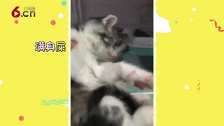 大金链子小手表 完美猫生啊 17.07.11