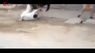 这配音的是蛇精病么？腹肌都笑出来了