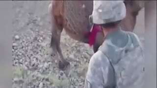 欲摸骆驼屁股反被狠踢一脚