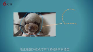 泰迪8字头修剪，泰迪8字头造型，摩登宠物泰迪美容视频.