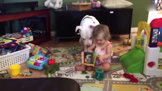 蠢萌斗牛犬陪小萝莉看书！太有爱！