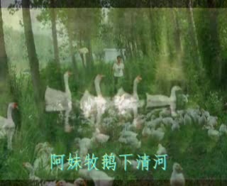 放牧情歌[雨音组合]