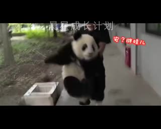 能听懂四川话的大熊猫·晨星成长计划