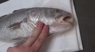 如何复活鱼，后方高能！