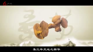 桑黄的功效