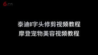 宠物美容视频，泰迪美容教程，8字头修剪步骤.