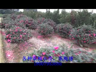 茶梅球，茶梅小苗，精品茶梅