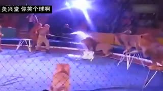 狮子杂戏团表演暴怒
