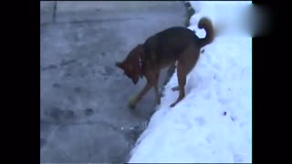 当狗狗最爱的球球冻在冰上时 大写的捉急
